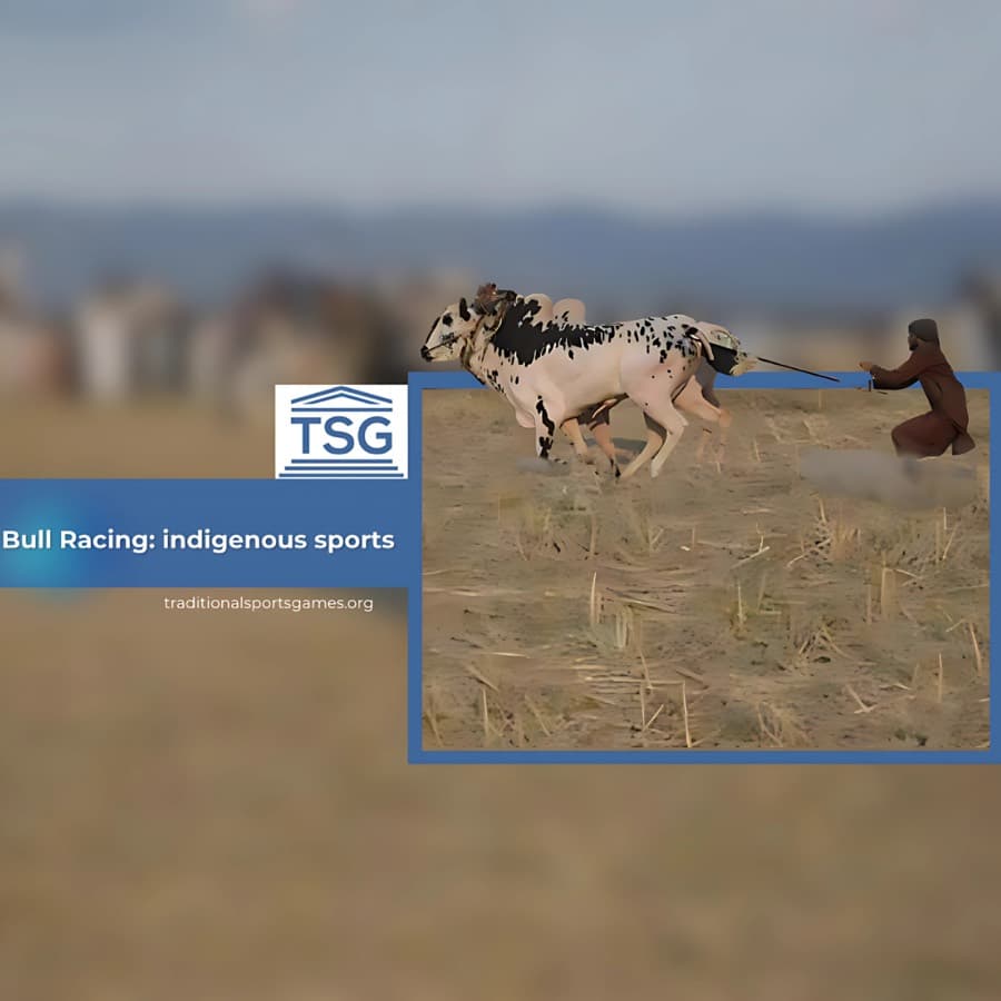 Bull Racing indigenous sport