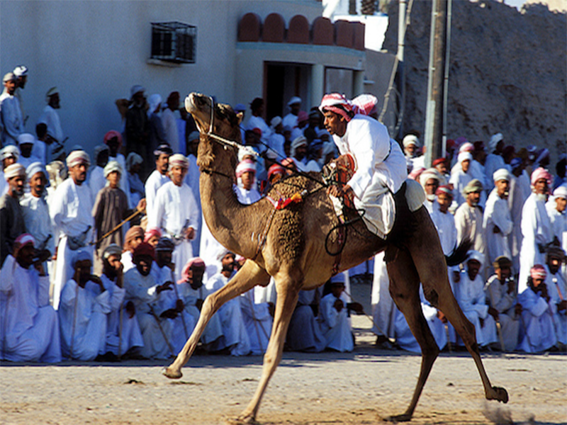 Camel racing: a deep-rooted traditional sport